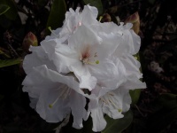 RHODODENDRON MT EVEREST