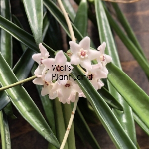 HOYA SHEPHERDII