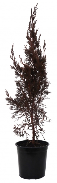 JUNIPERUS CHINENSIS SPARTAN