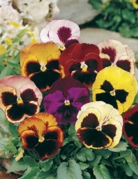 PANSY SWISS GIANTS MIXED SEED PACKET