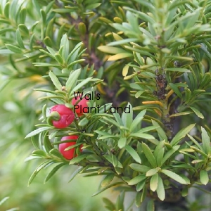 PODOCARPUS NIVALIS 1.5L