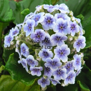 MYOSOTIDIUM HORTENSIA - CHATHAM ISLAND FORGET-ME-NOT