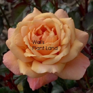 ROSE CLB TROPICAL ESSENCE