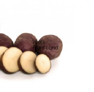 POTATOES SEED PURPLE PASSION 3KG BAG