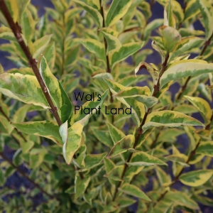 LIGUSTRUM OVALIFOLIUM AUREUM