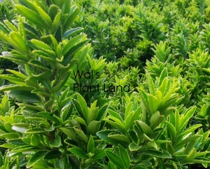 EUONYMUS EMERALD GEM