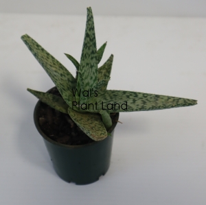 ALOE BLACK DORAN