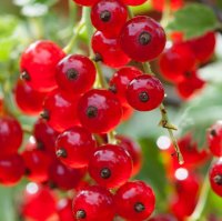 RIBES RED GAUNTLET RED CURRANT