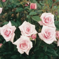 ROSE BUSH LITTLE MISS PERFECT F