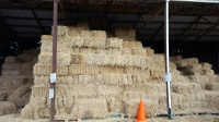 BARLEY STRAW BALE