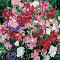 SWEET PEA BIJOU (MIXED COLOUR)