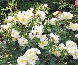 ROSE FLOWER CARPET WHITE