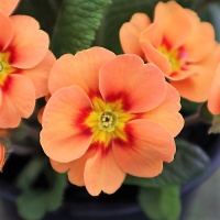 PRIMULA NOVELTY COTTAGE LATE