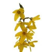 FORSYTHIA KARL SAX