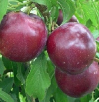 PLUM SULTAN