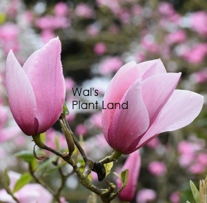 MAGNOLIA 'STARWARS'