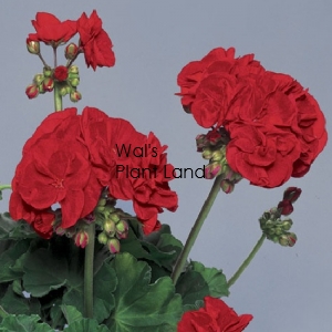 GERANIUMS 15CM VICTOR