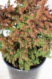 CRYPTOMERIA JAP VILMORIANA