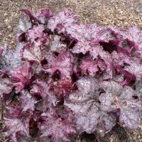 HEUCHERA VELVET NIGHT