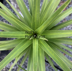 CORDYLINE KARO KIRI