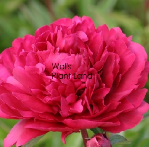 PAEONIA PAUL M WILD (PEONY)