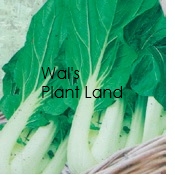 PAK CHOI JOI CHOI ( WHITE STEM)