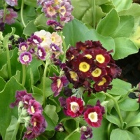 PRIMULA PUBESCENS KALEIDOSCOPE MIX - DUSTY MILLER