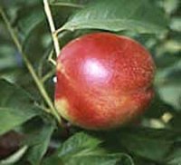 NECTARINE RED GOLD