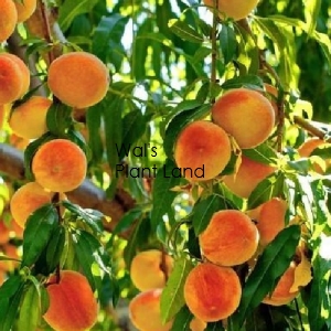 PEACHERINE HEALEYS