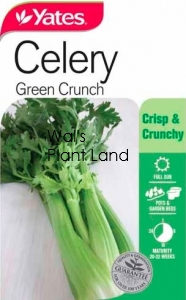 CELERY GREEN CRUNCH SEED PACKET