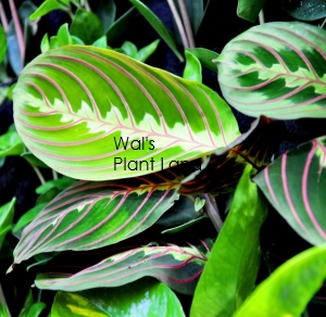 MARANTA LEUCONEURA TRICOLOUR