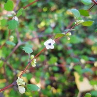 MUEHLENBECKIA ASTONII