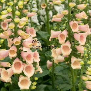 FOXGLOVE APRICOT