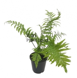 ASPLENIUM BULBIFERUM