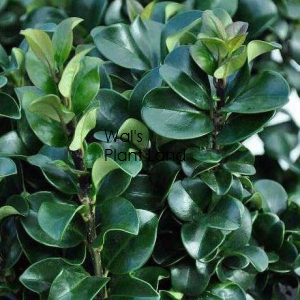 LIGUSTRUM ROTONDIFOLIUM