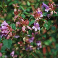 ABELIA SCHUIMANNII