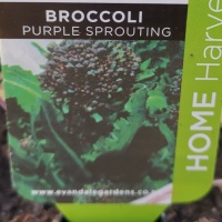 BROCCOLI PURPLE SPROUTING