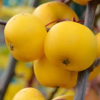 MALUS ARROW GOLD