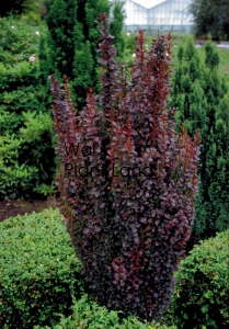 BERBERIS HELMOND PILLAR