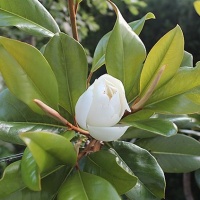 MAGNOLIA GRANDIFLORA FERRUGINEA