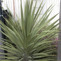 CORDYLINE AUSTRALIS