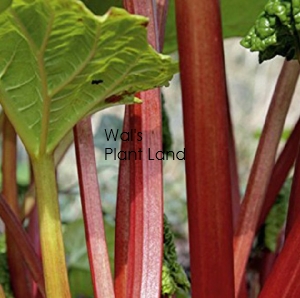 RHUBARB VICTORIA