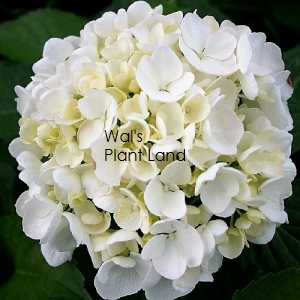 HYDRANGEA BRIDAL BOUQUET