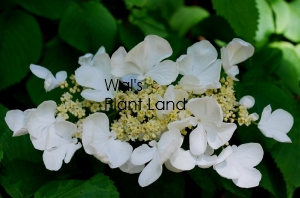 VIBURNUM TOMENTOSUM ROSEUM