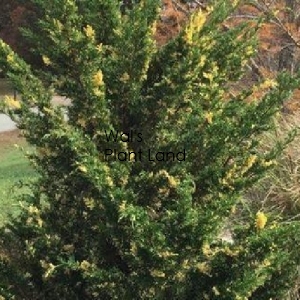 JUNIPERUS CHINESIS KAIZUKA VARIEGATED