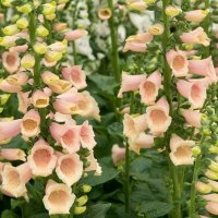 FOXGLOVE APRICOT