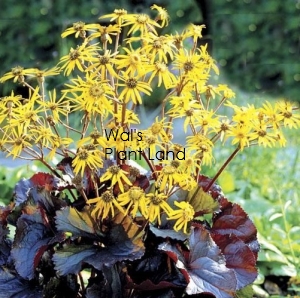 LIGULARIA MIDNIGHT LADY