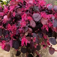 LOROPETALUM FIRE PLUM