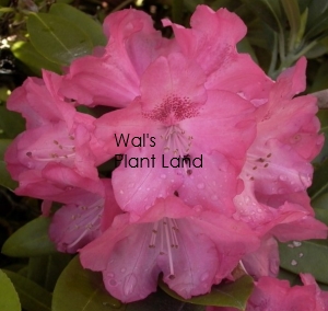 RHODODENDRON SNEEZY