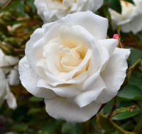 ROSE BUSH JACK FROST F